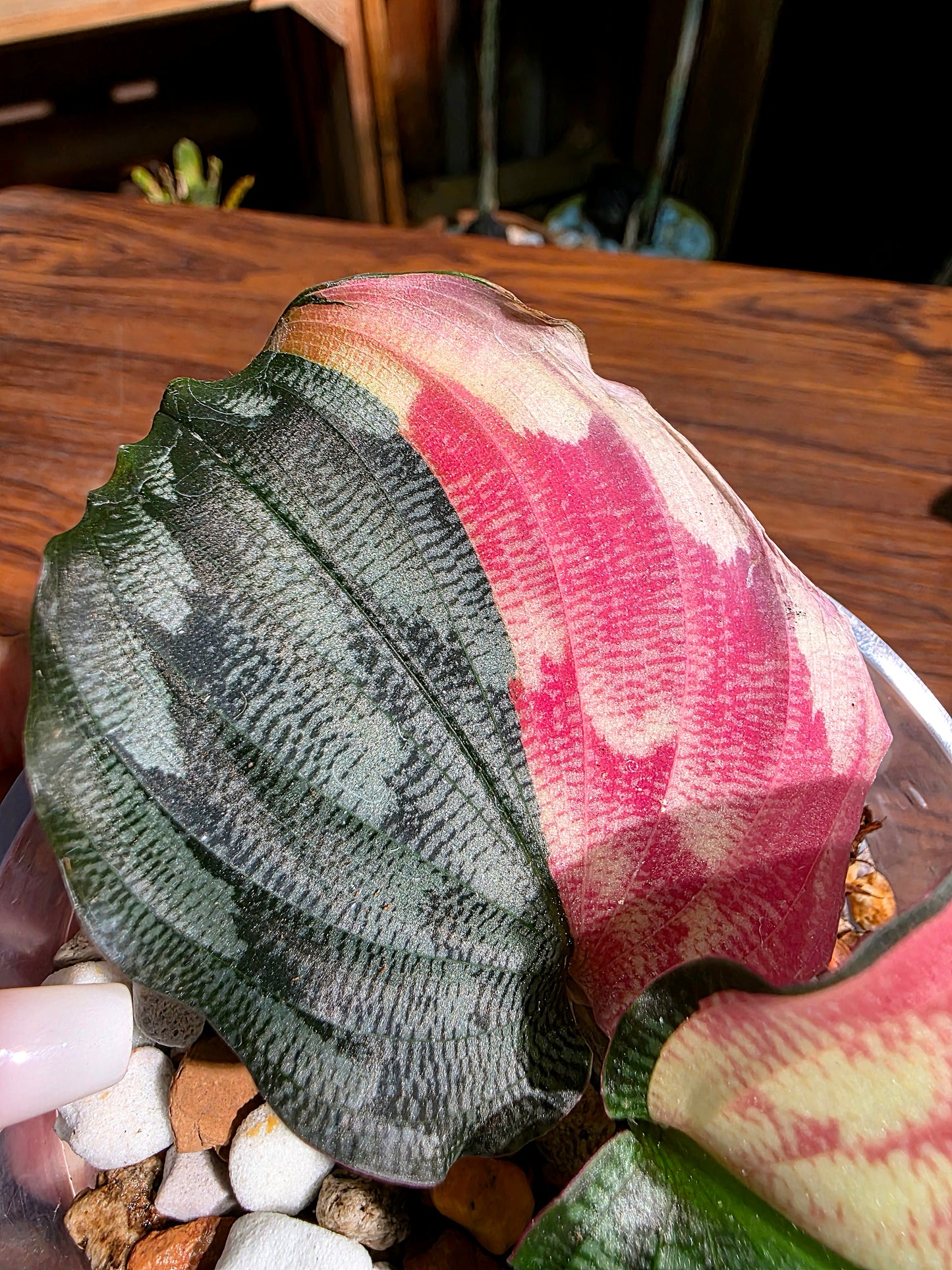 Kaempferia pulchra variegated 粉錦孔雀姜
