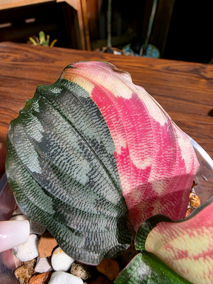 Kaempferia pulchra variegated 粉錦孔雀姜