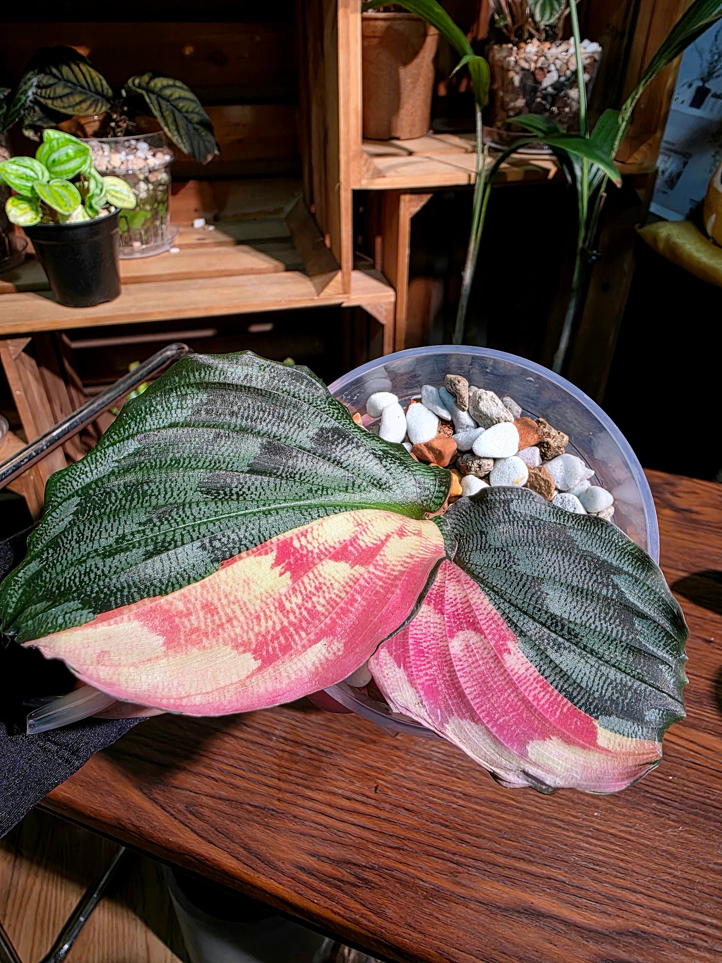 Kaempferia pulchra variegated 粉錦孔雀姜