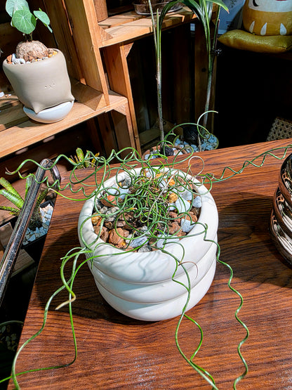 Juncus effusus spiralis 彈簧燈芯草
