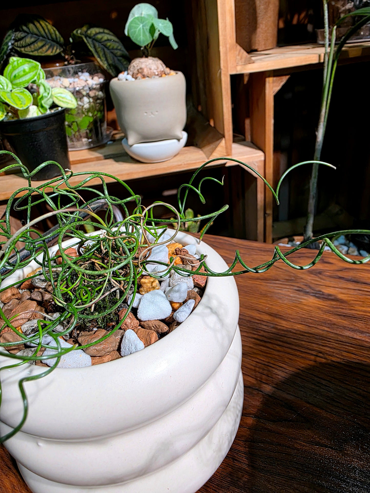 Juncus effusus spiralis 彈簧燈芯草