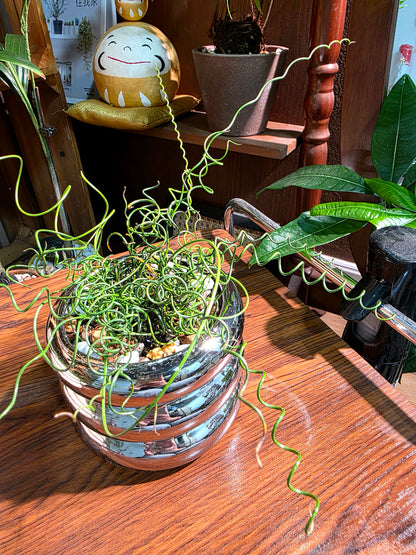 Juncus effusus spiralis 彈簧燈芯草