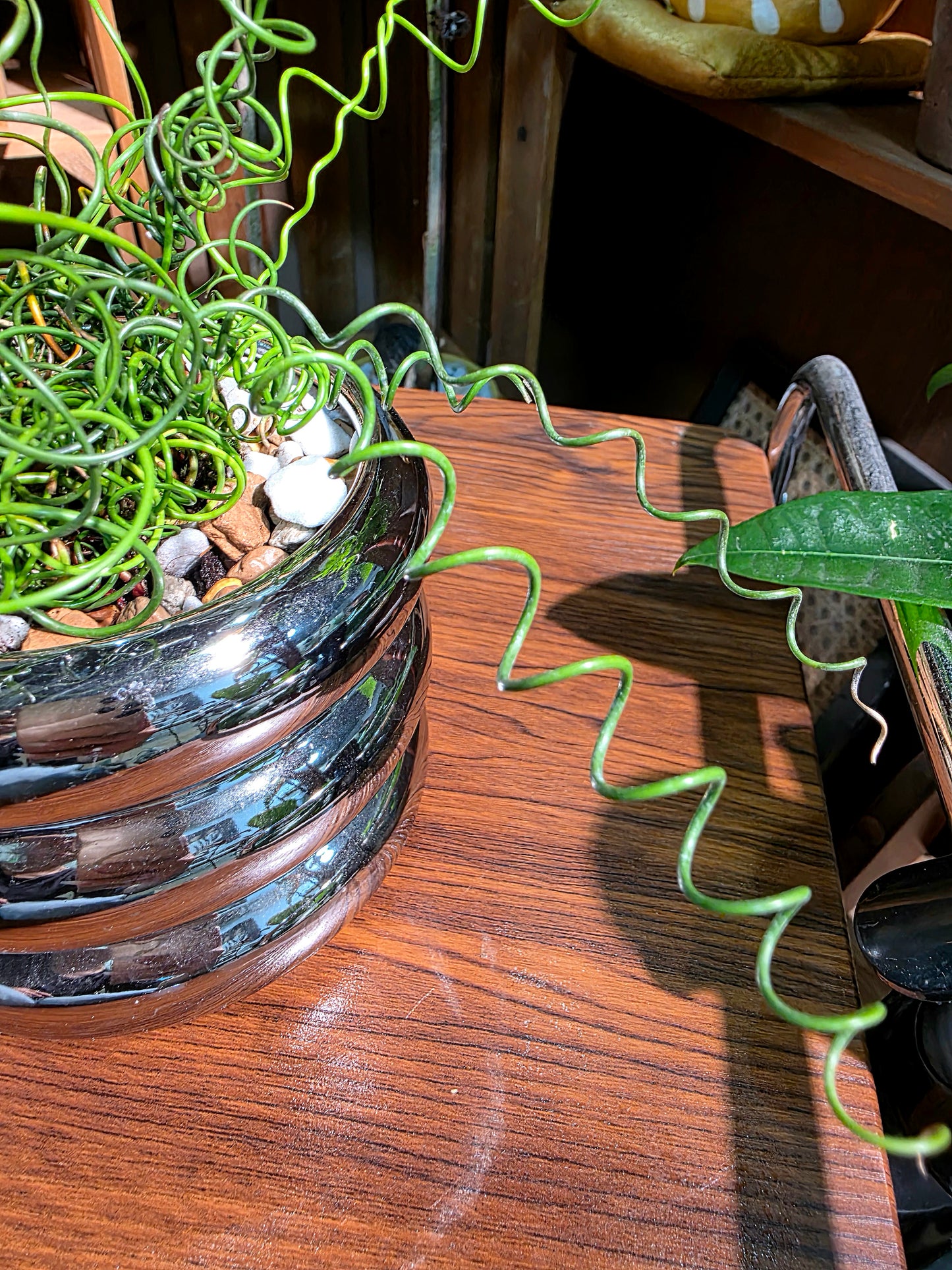 Juncus effusus spiralis 彈簧燈芯草