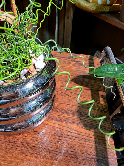 Juncus effusus spiralis 彈簧燈芯草