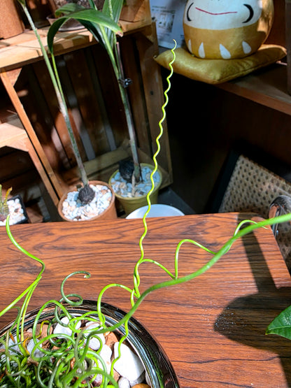 Juncus effusus spiralis 彈簧燈芯草