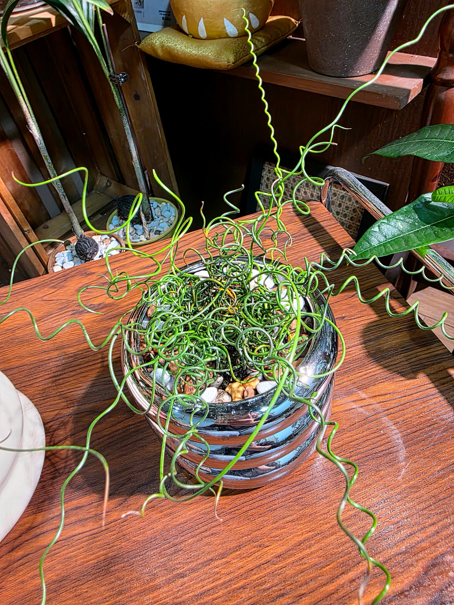 Juncus effusus spiralis 彈簧燈芯草