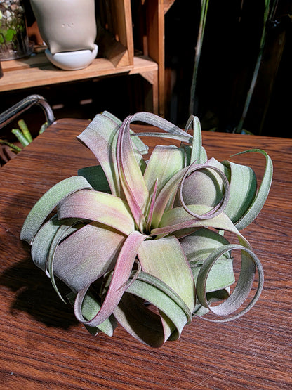 Tillandsia (xerographica x chiapensis orange) x streptophyla 橙卷空氣鳳梨