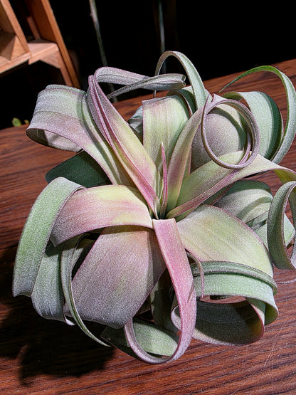 Tillandsia (xerographica x chiapensis orange) x streptophyla 橙卷空氣鳳梨