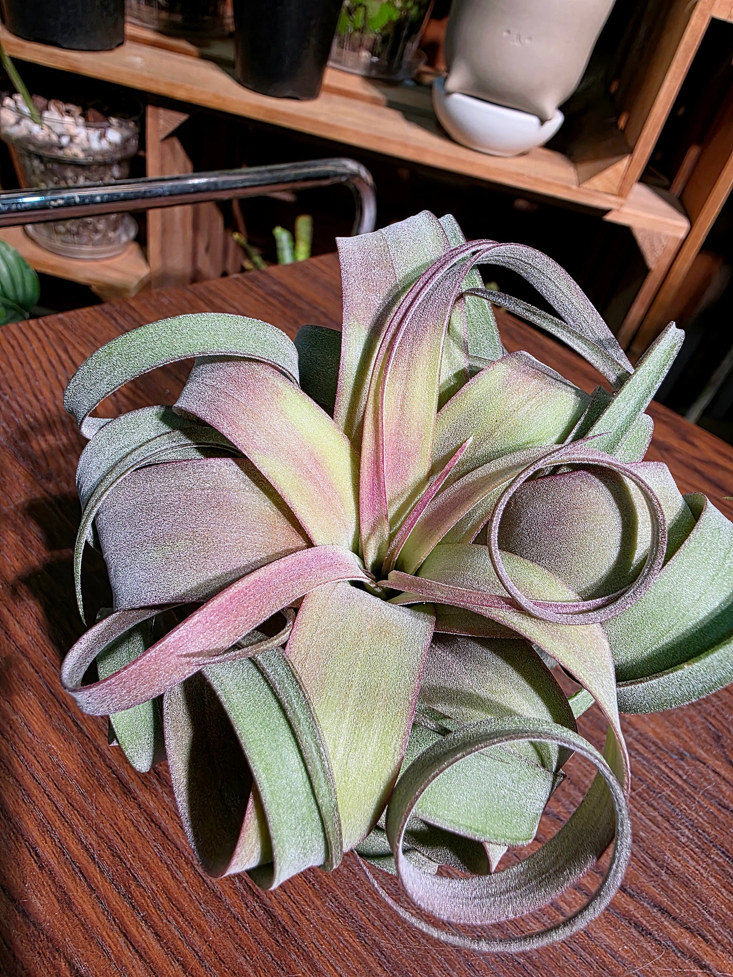 Tillandsia (xerographica x chiapensis orange) x streptophyla 橙卷空氣鳳梨
