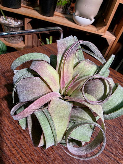 Tillandsia (xerographica x chiapensis orange) x streptophyla 橙卷空氣鳳梨