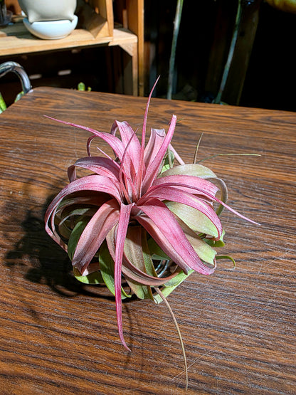 Tillandsia Eric Knobloch 艾瑞克空氣鳳梨