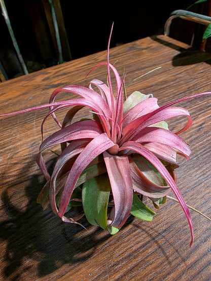 Tillandsia Eric Knobloch 艾瑞克空氣鳳梨