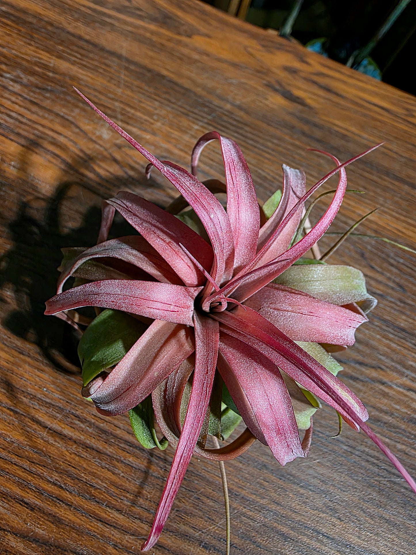 Tillandsia Eric Knobloch 艾瑞克空氣鳳梨