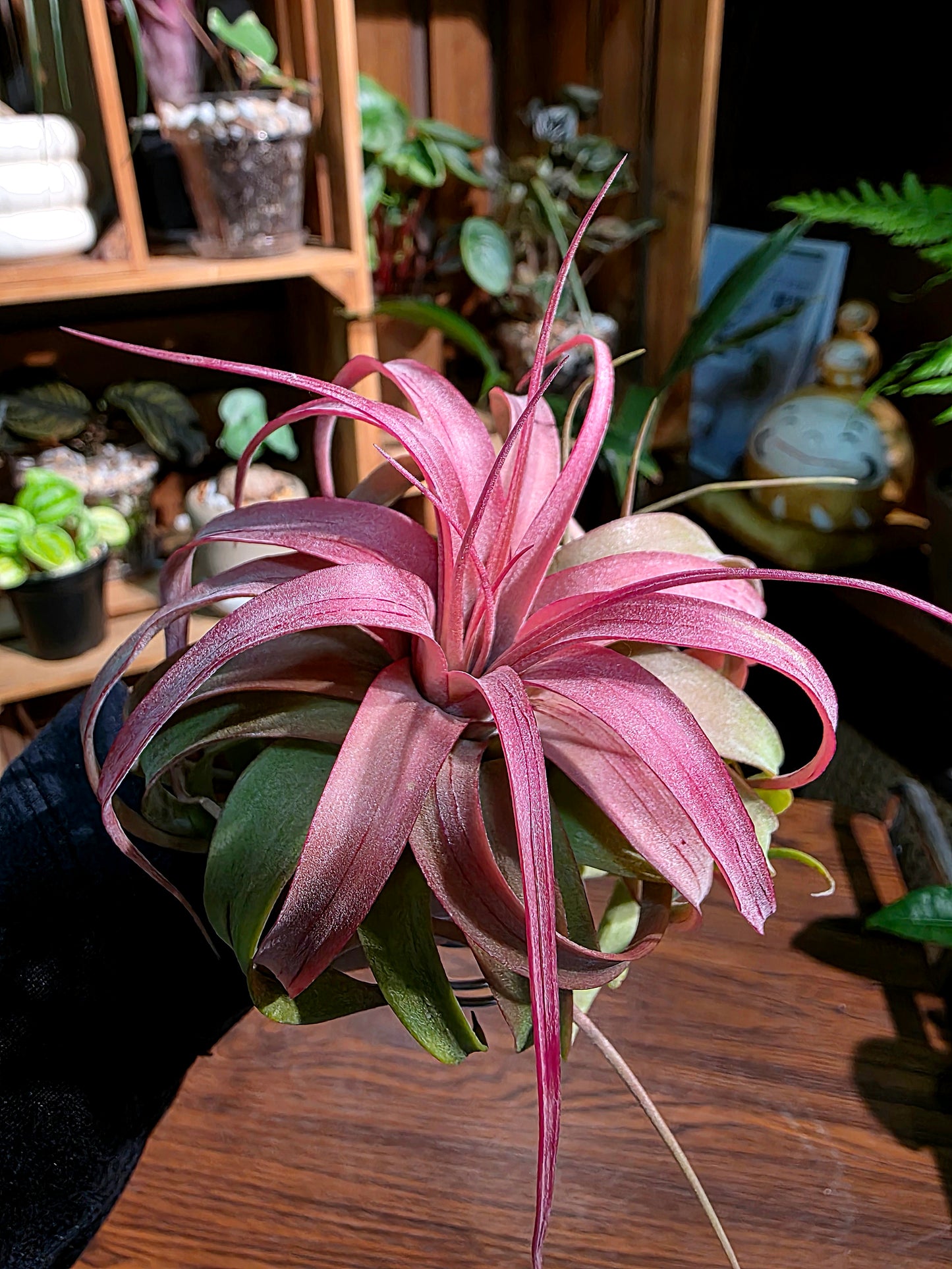 Tillandsia Eric Knobloch 艾瑞克空氣鳳梨
