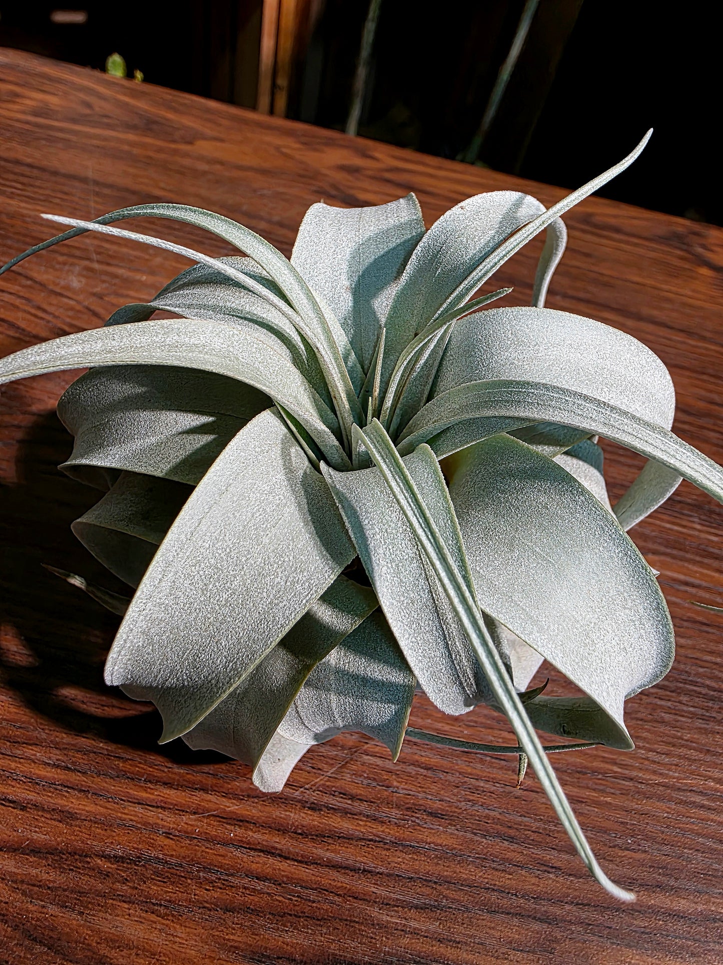 Tillandsia xerographica 霸王空氣鳳梨