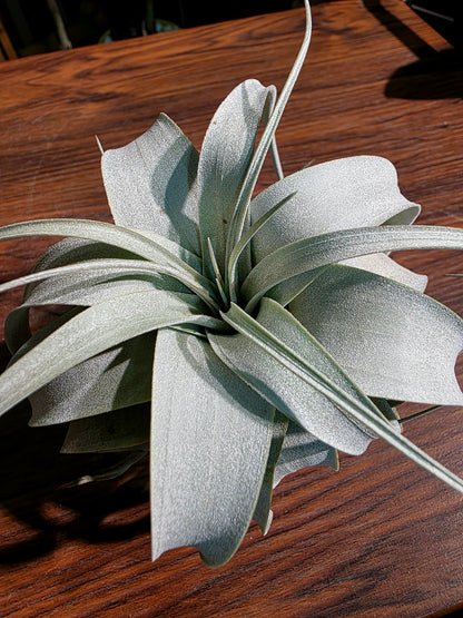 Tillandsia xerographica 霸王空氣鳳梨