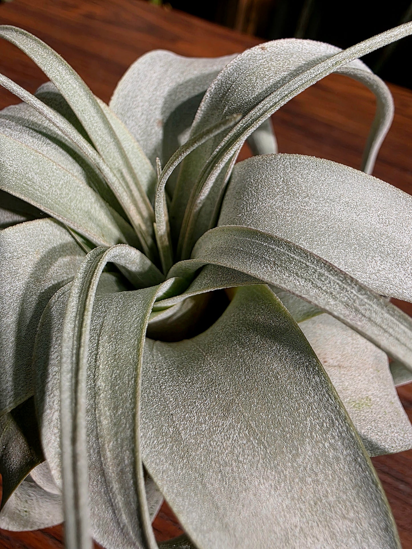 Tillandsia xerographica 霸王空氣鳳梨