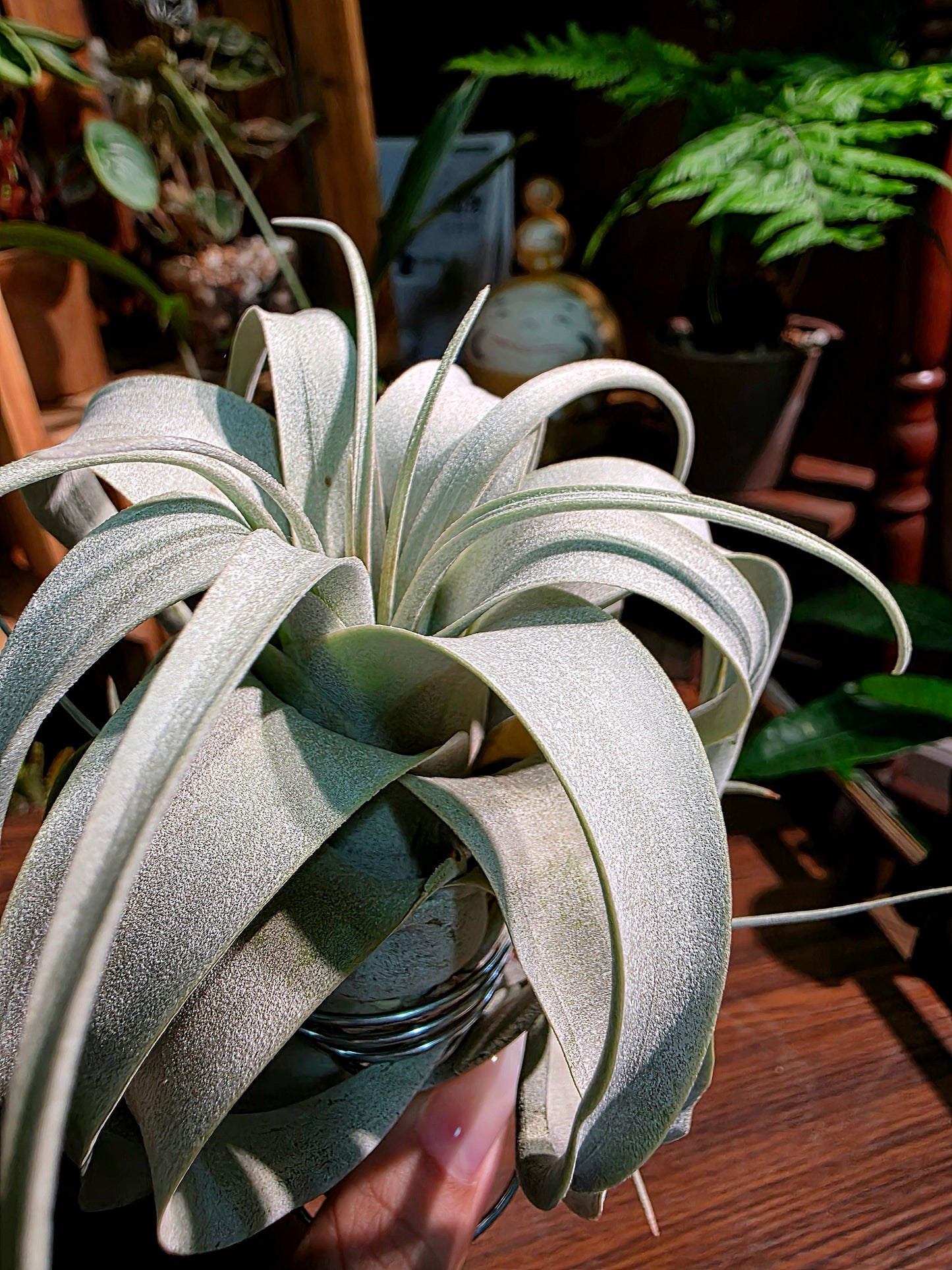 Tillandsia xerographica 霸王空氣鳳梨