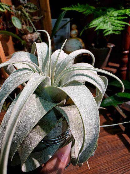 Tillandsia xerographica 霸王空氣鳳梨