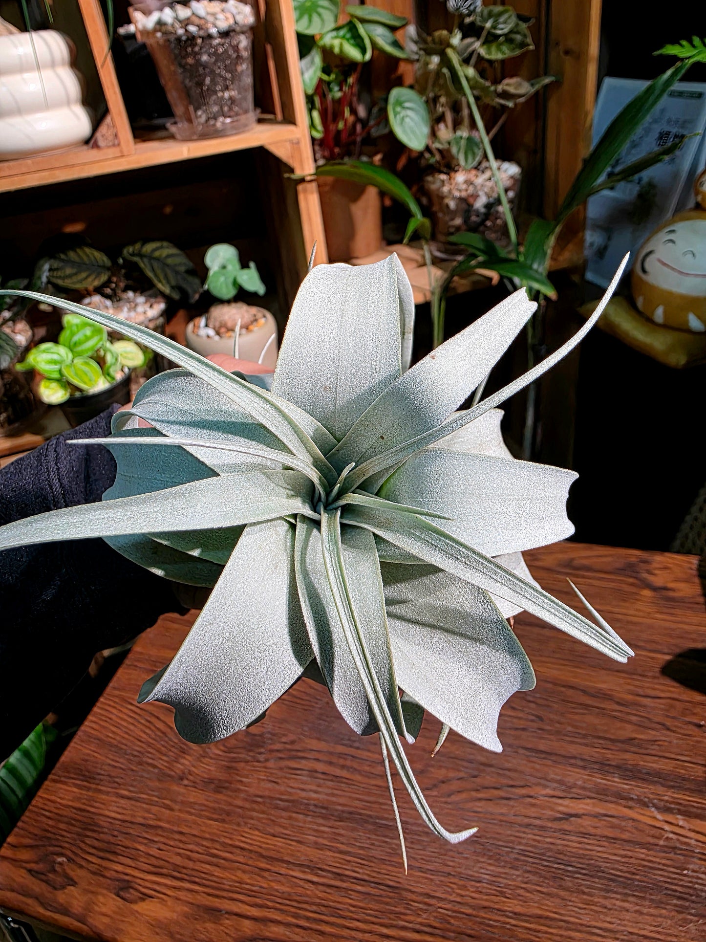 Tillandsia xerographica 霸王空氣鳳梨