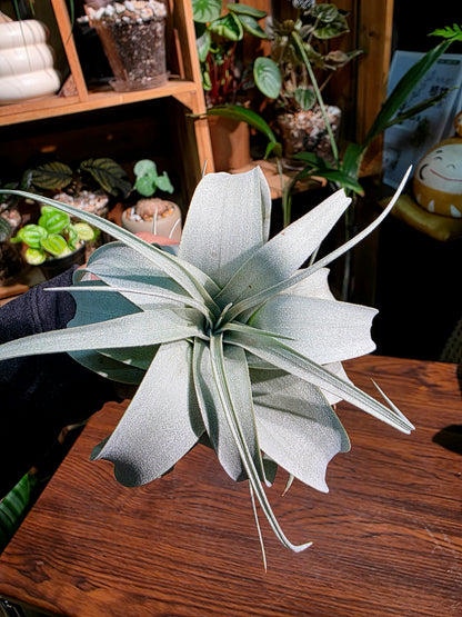 Tillandsia xerographica 霸王空氣鳳梨