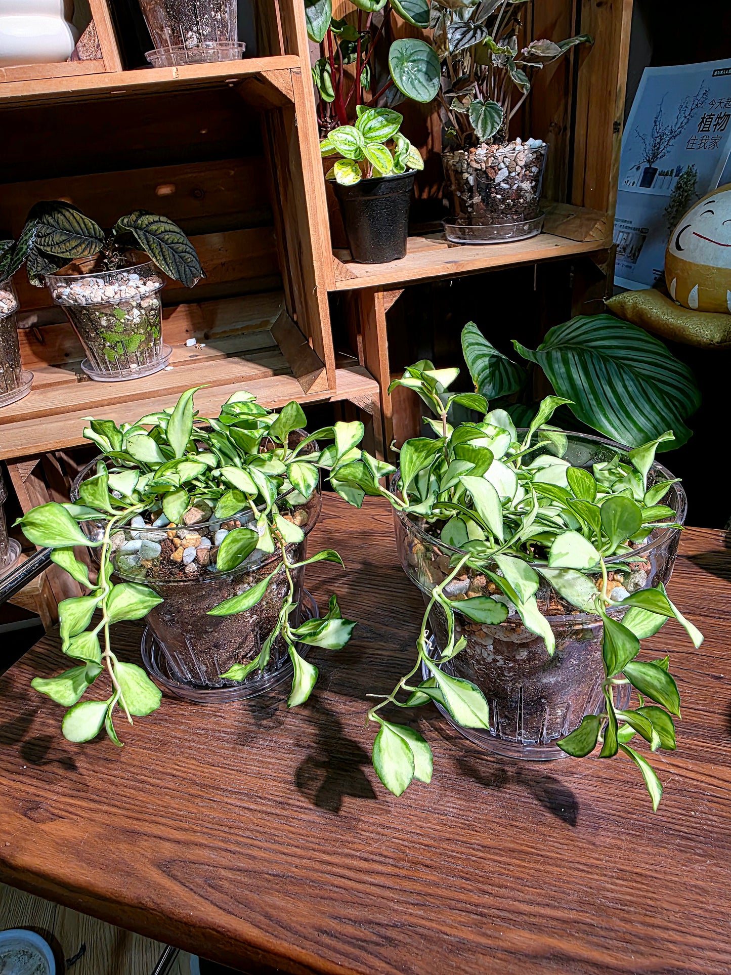 Hoya heuschkeliana variegata 休內球蘭