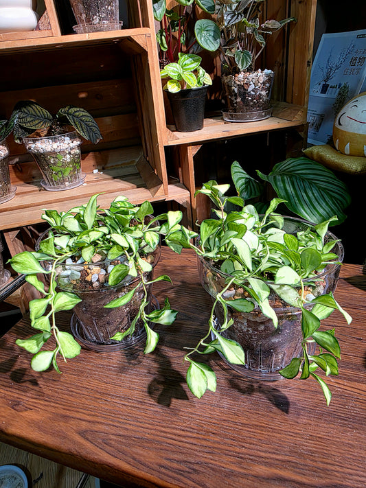 Hoya heuschkeliana variegata 休內球蘭