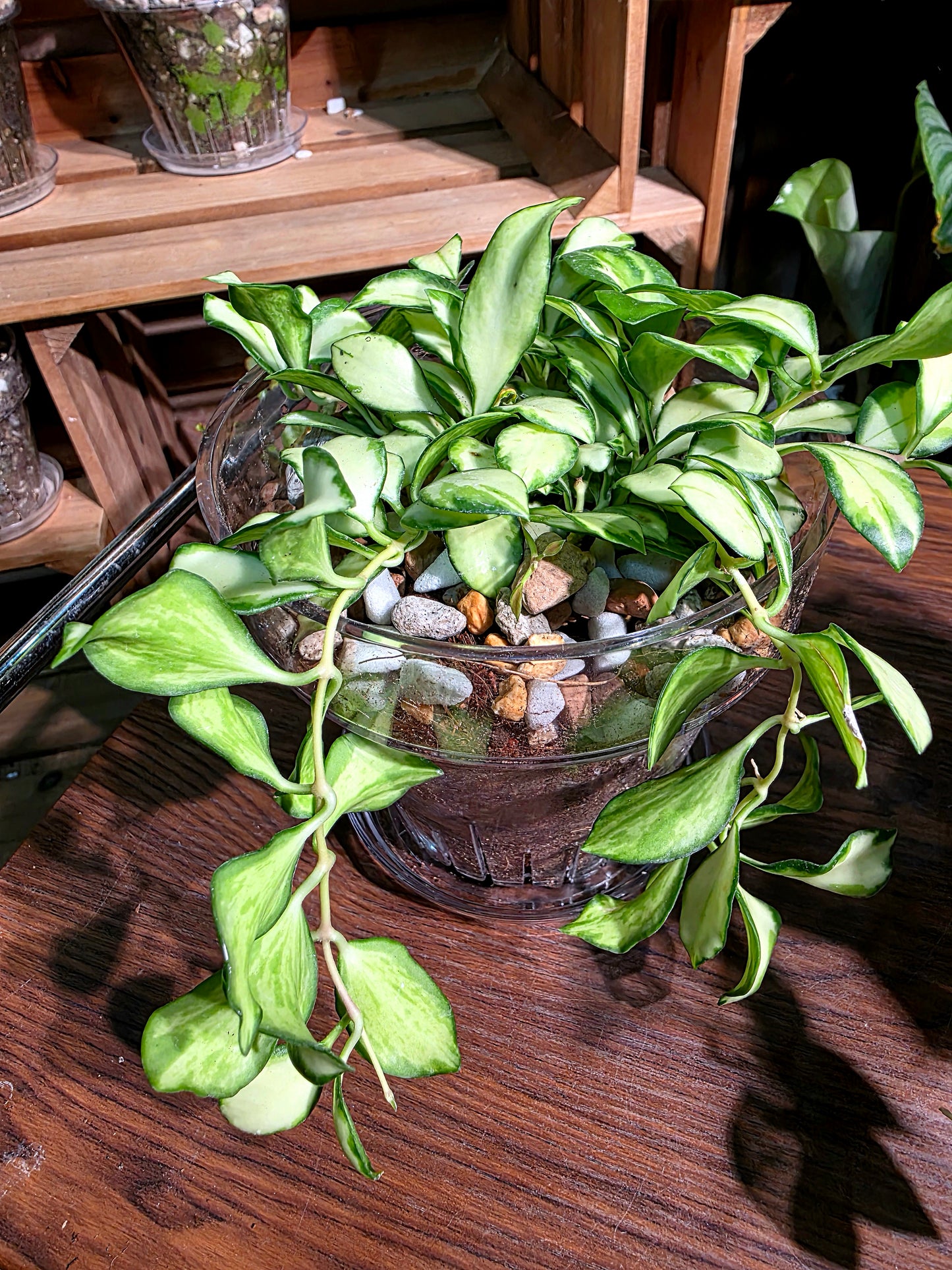 Hoya heuschkeliana variegata 休內球蘭
