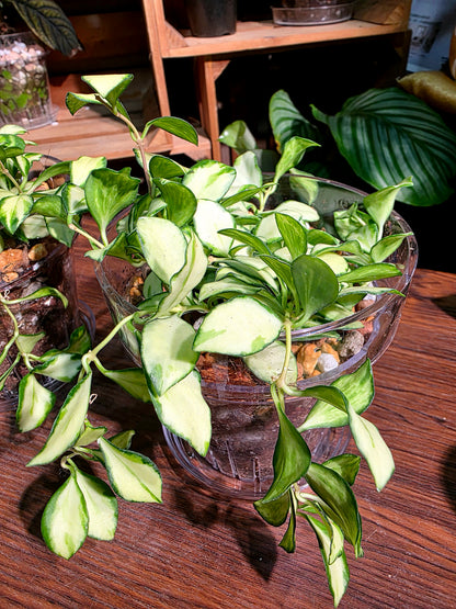 Hoya heuschkeliana variegata 休內球蘭