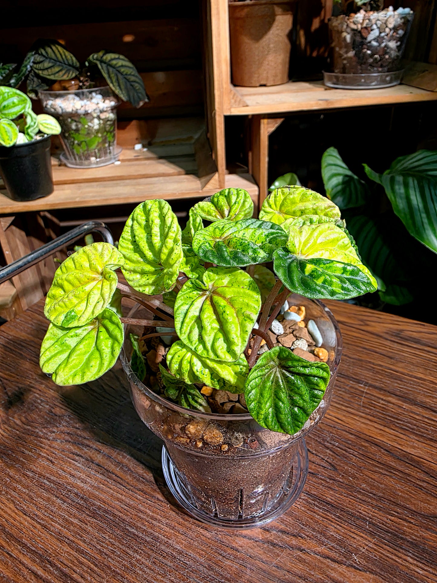 Peperomia caperata variegated 黃斑皺葉椒草
