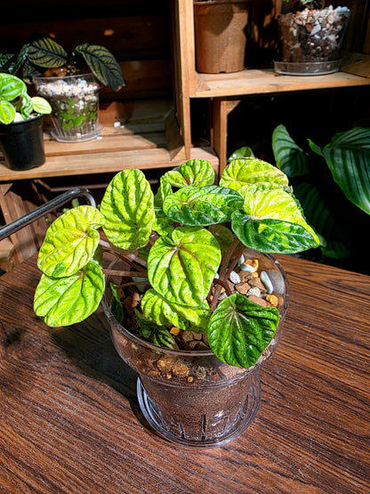 Peperomia caperata variegated 黃斑皺葉椒草