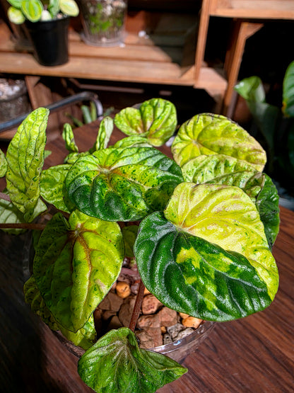 Peperomia caperata variegated 黃斑皺葉椒草