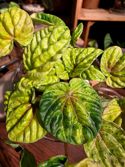 Peperomia caperata variegated 黃斑皺葉椒草