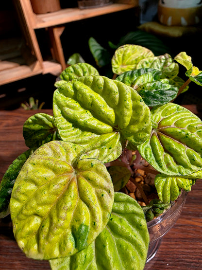 Peperomia caperata variegated 黃斑皺葉椒草