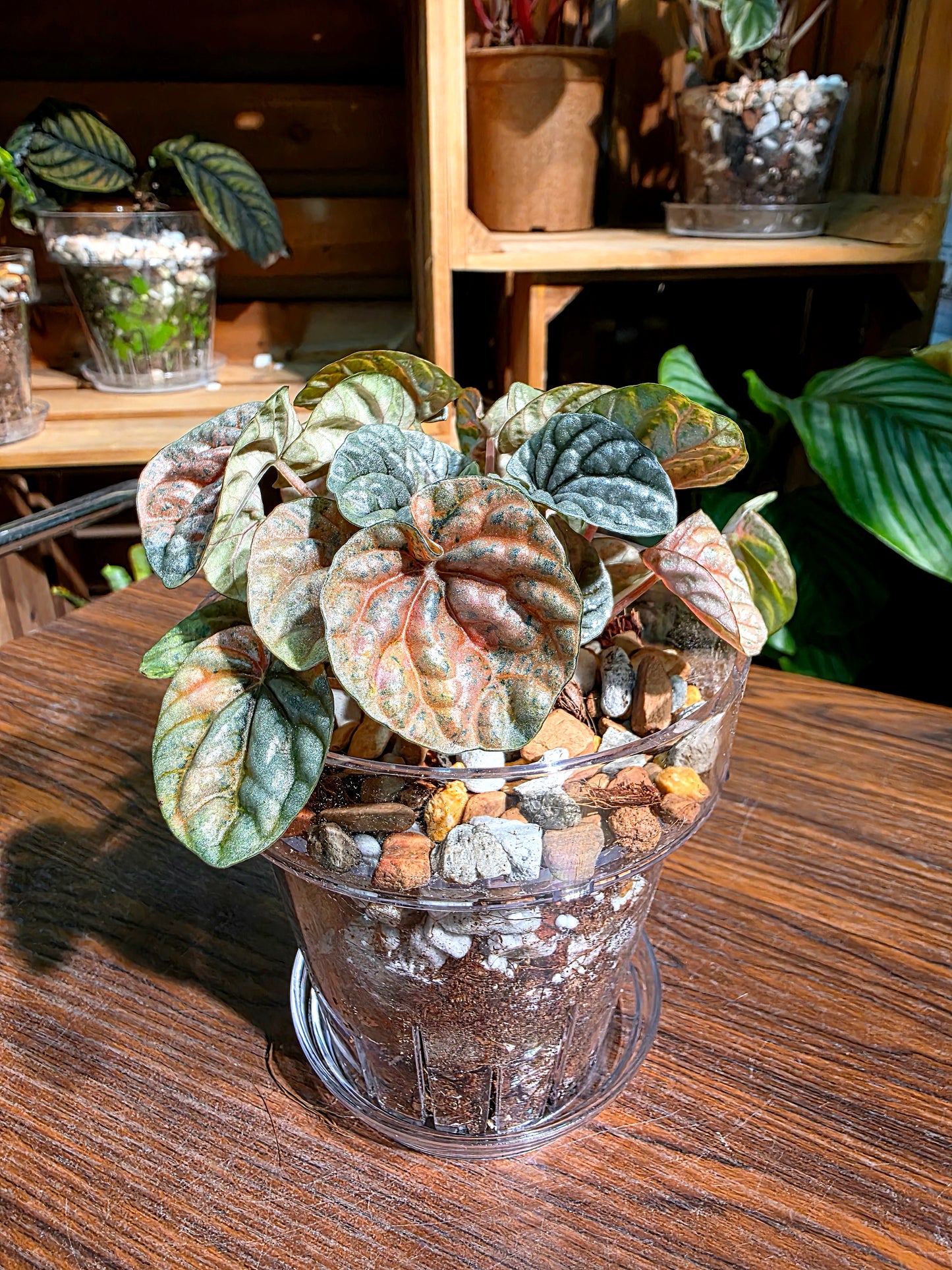 Peperomia caperata pink variegated QQ糖皺葉椒草