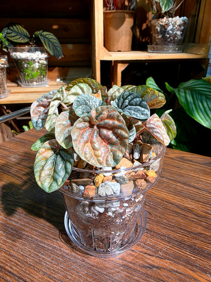 Peperomia caperata pink variegated QQ糖皺葉椒草