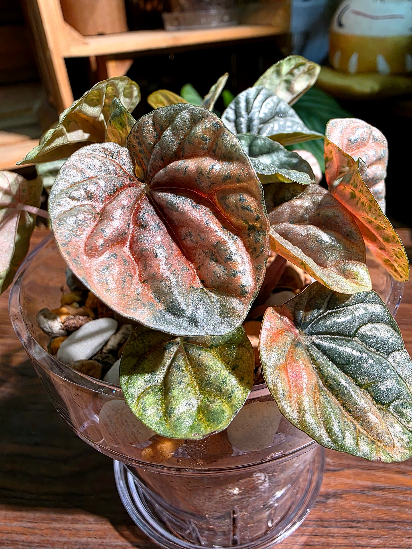 Peperomia caperata pink variegated QQ糖皺葉椒草