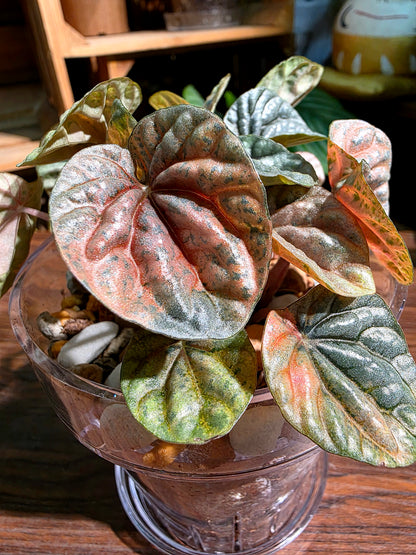 Peperomia caperata pink variegated QQ糖皺葉椒草