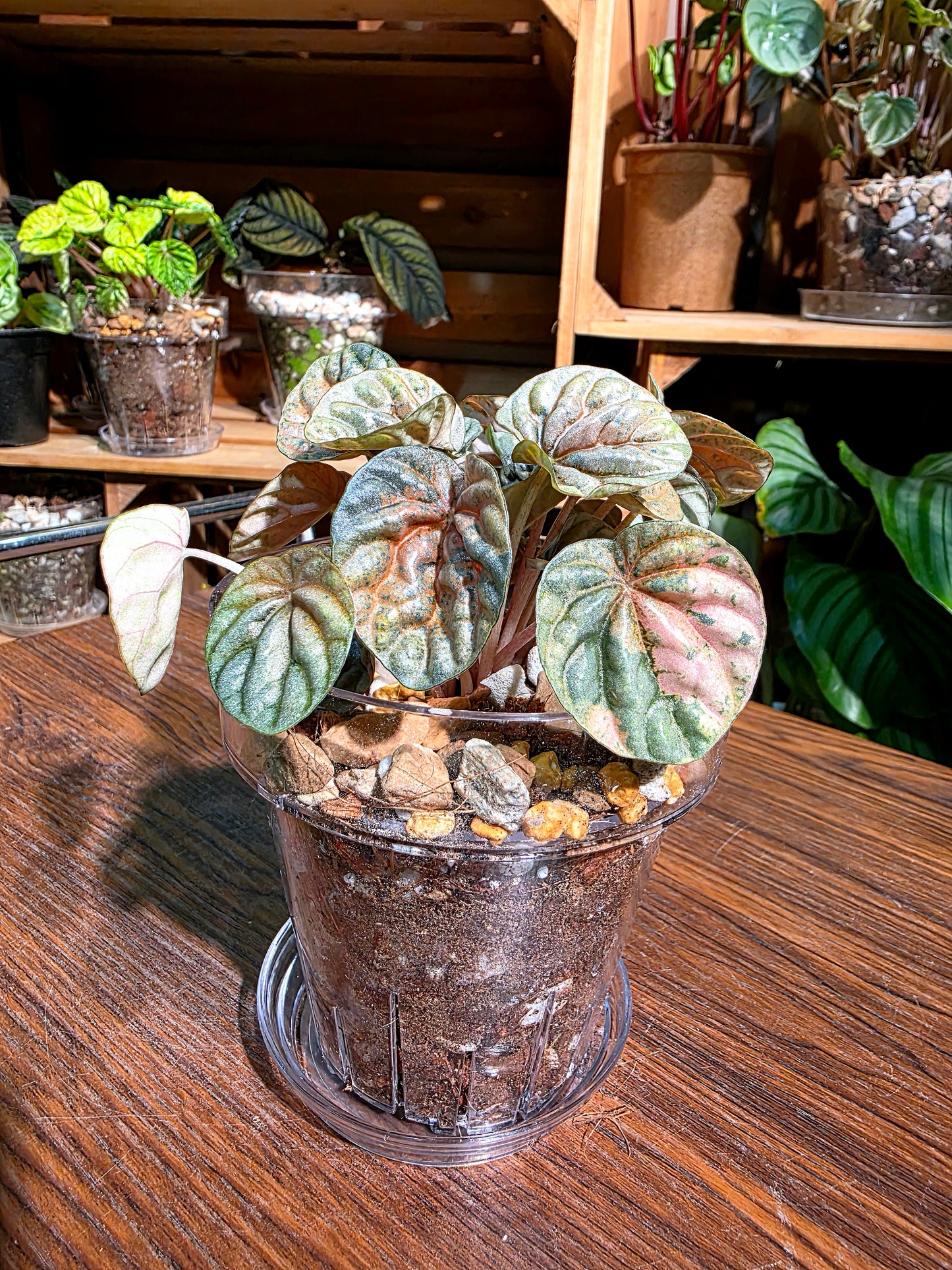 Peperomia caperata pink variegated QQ糖皺葉椒草