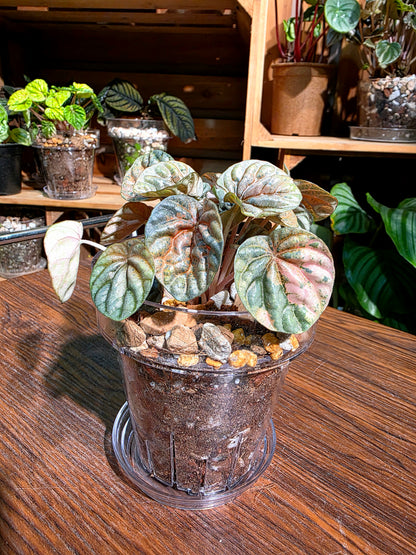 Peperomia caperata pink variegated QQ糖皺葉椒草
