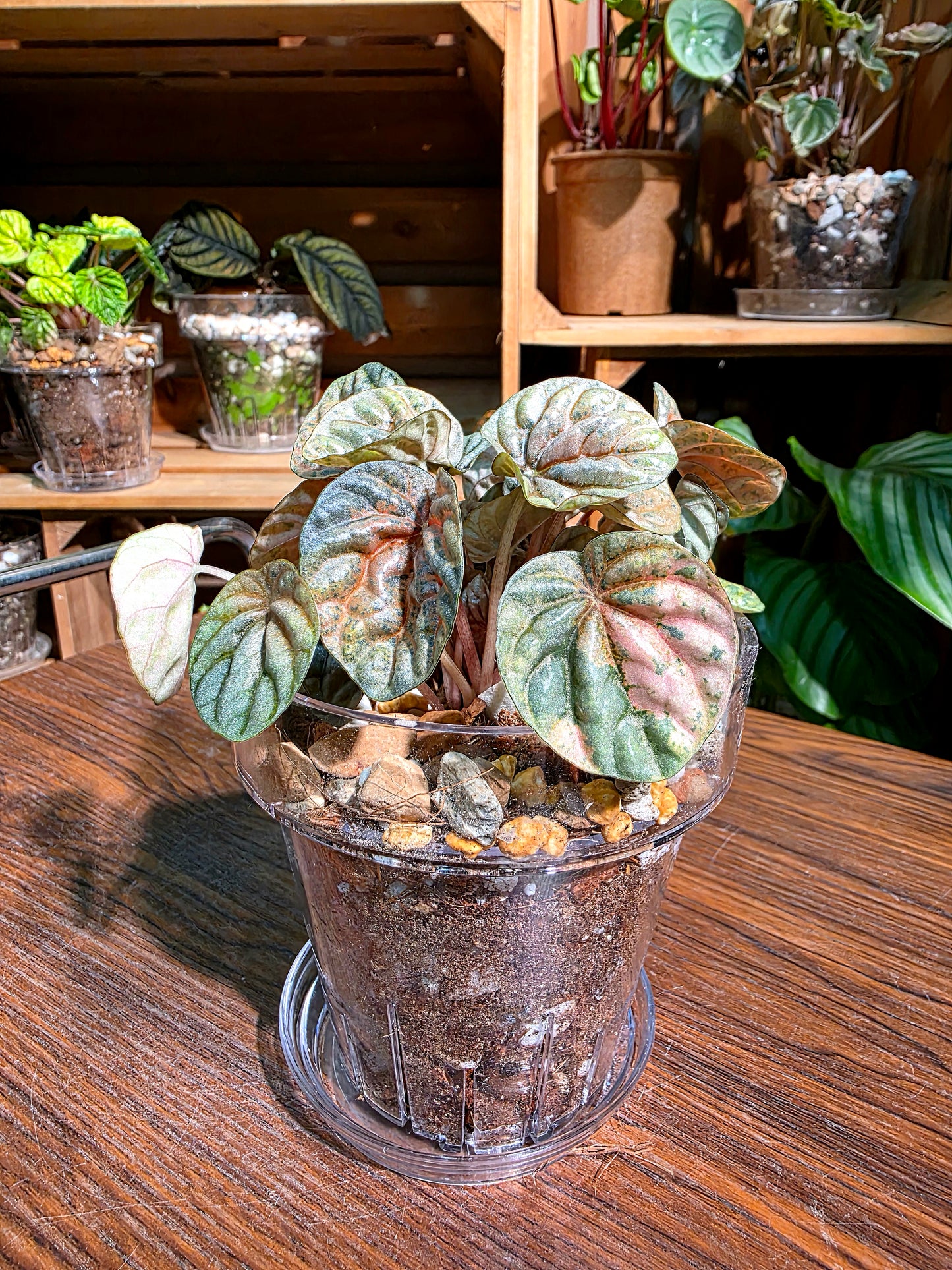 Peperomia caperata pink variegated QQ糖皺葉椒草