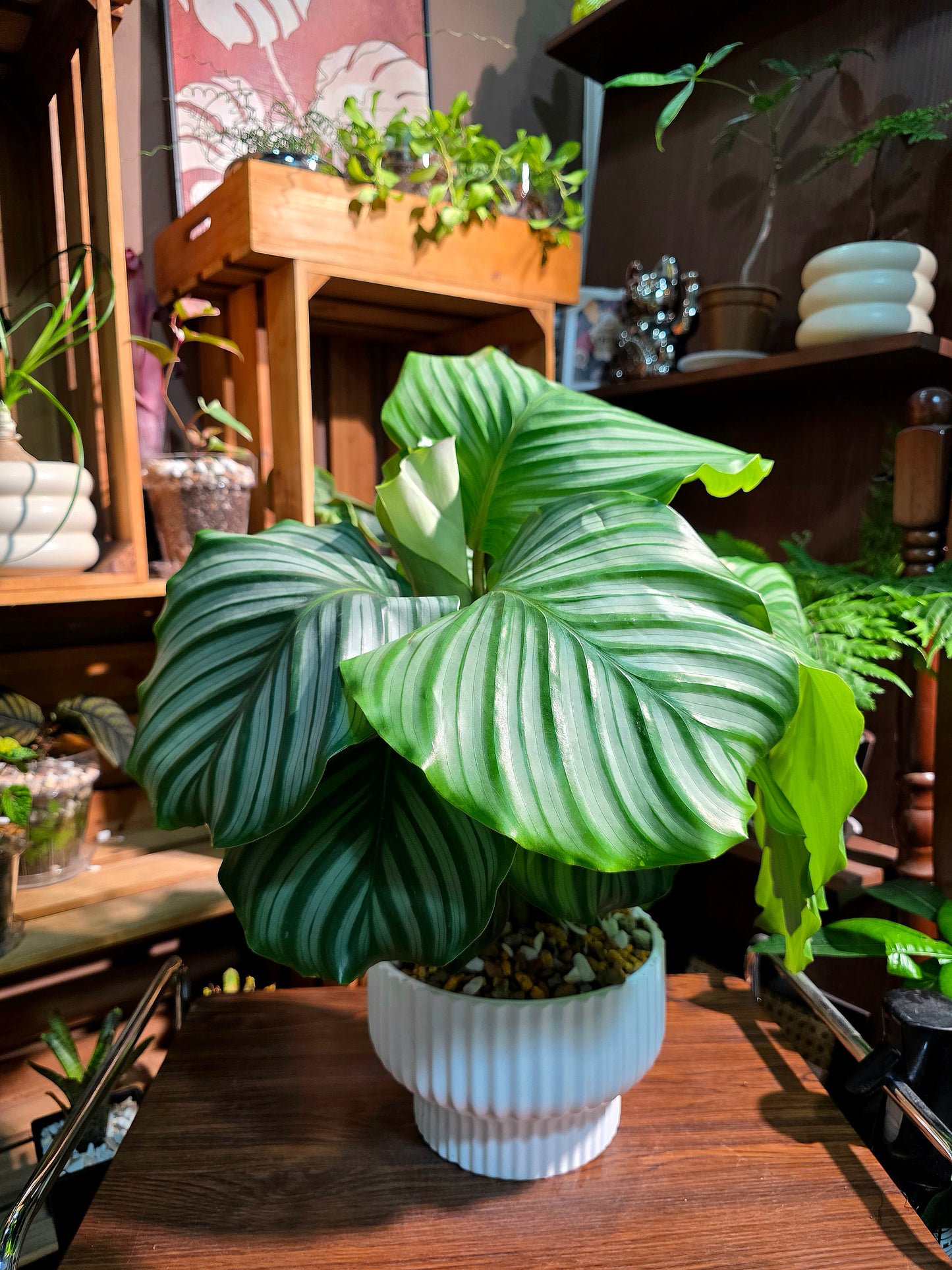 Calathea orbifolia 青蘋果竹芋