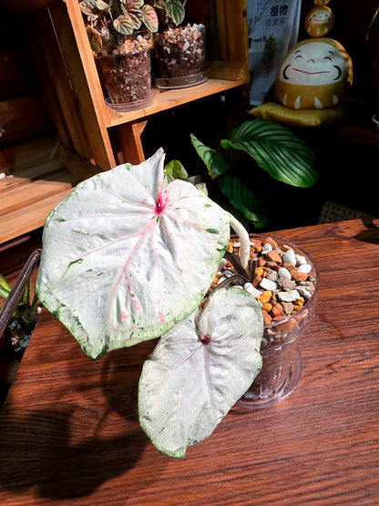 Caladium Thailand 泰國彩葉芋