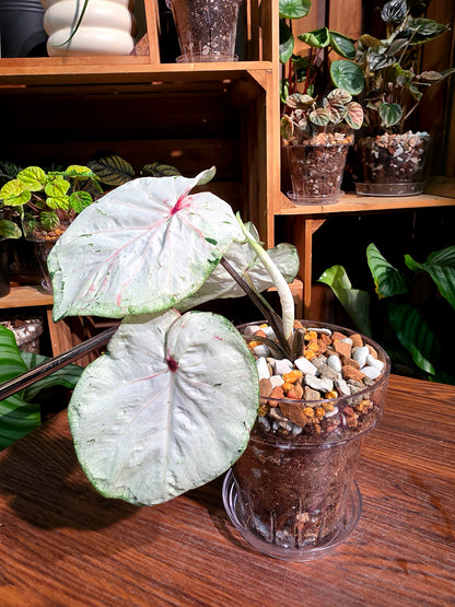 Caladium Thailand 泰國彩葉芋