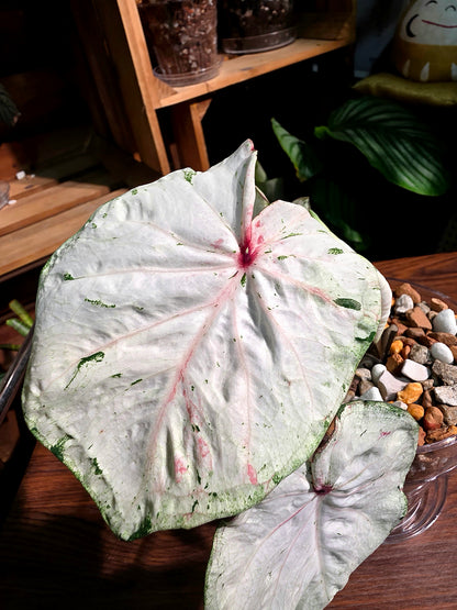 Caladium Thailand 泰國彩葉芋