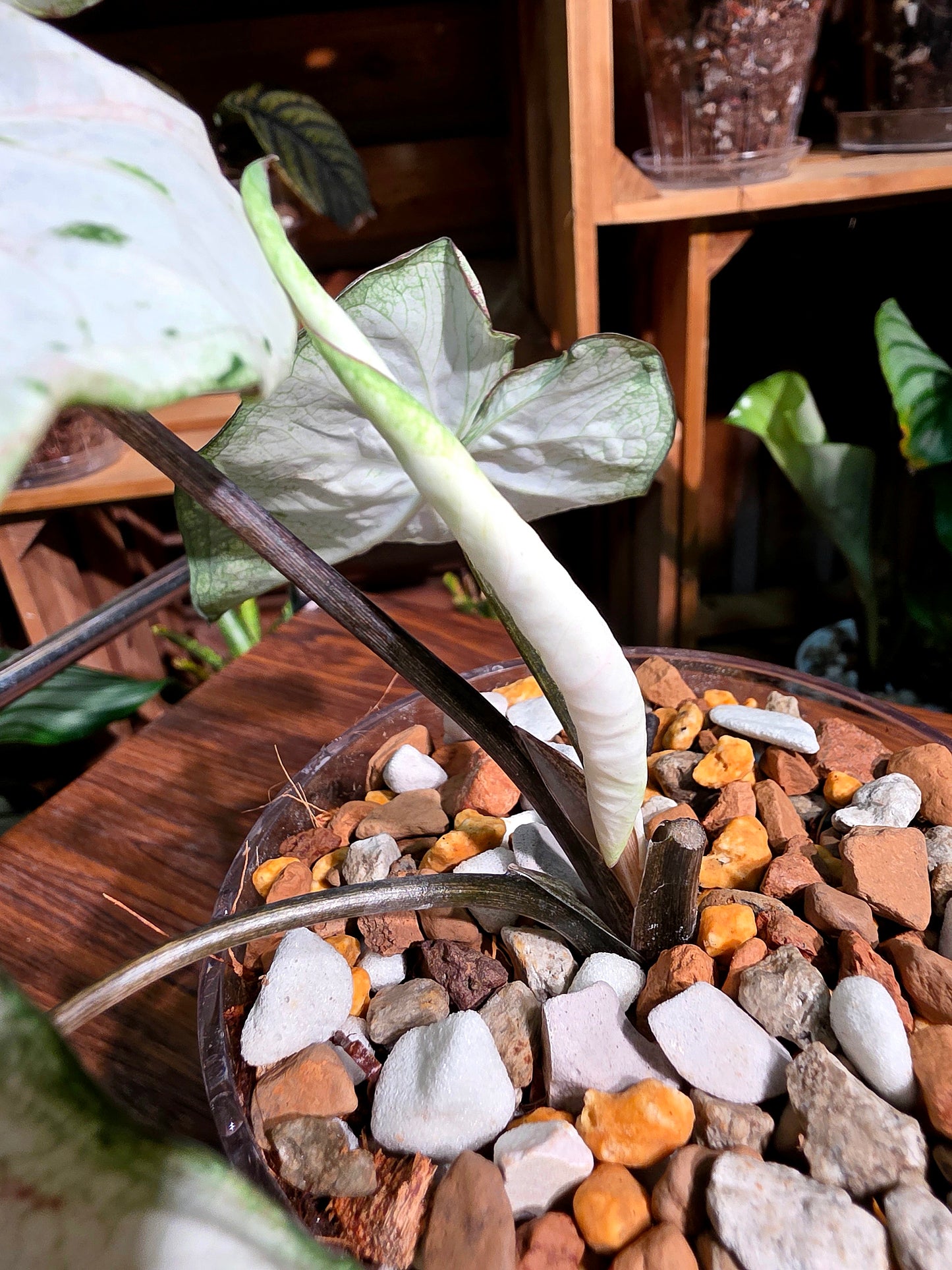 Caladium Thailand 泰國彩葉芋