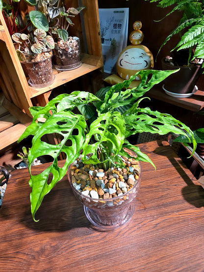 Monstera obliqua peru 斜葉龜背竹