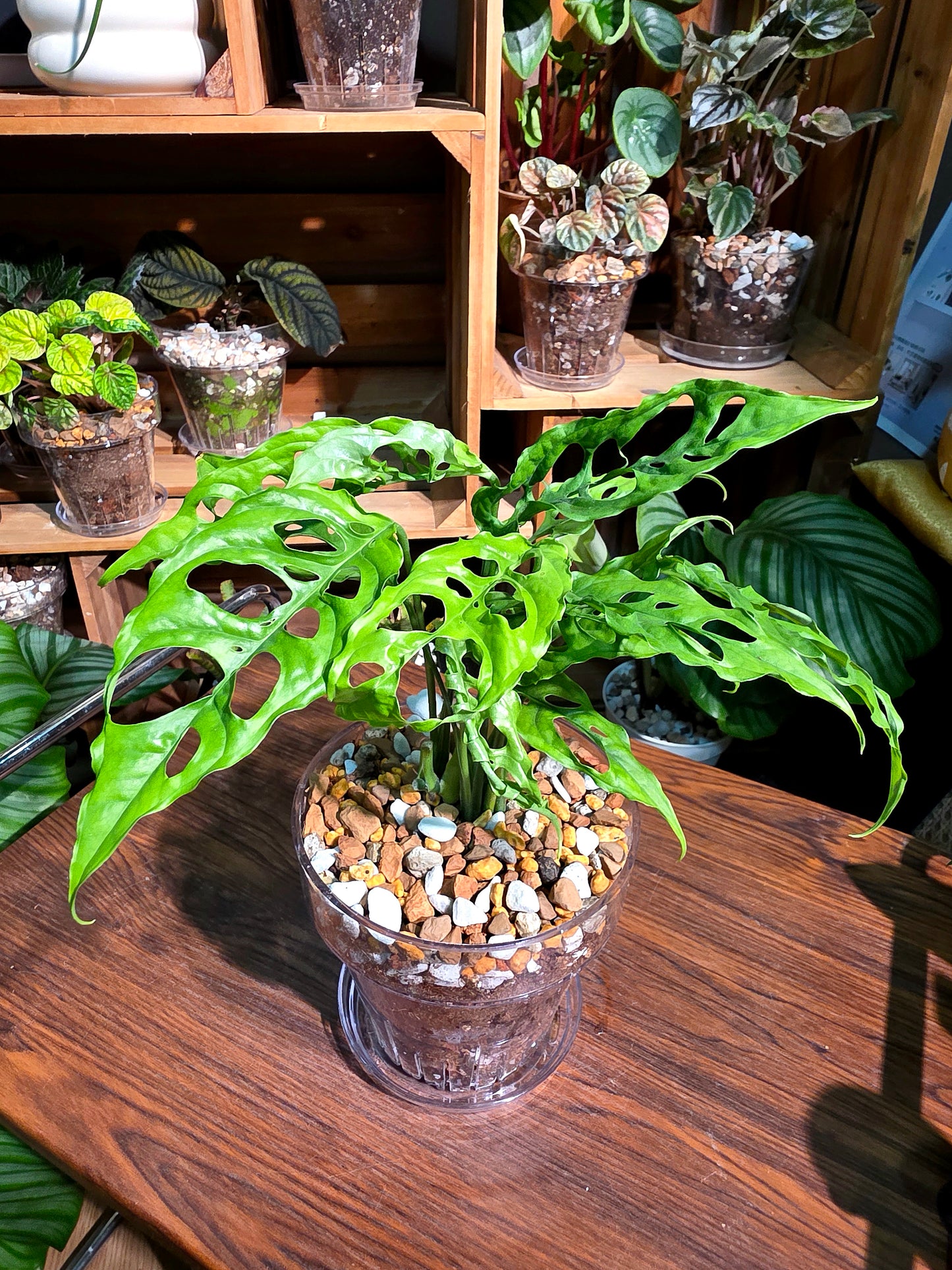 Monstera obliqua peru 斜葉龜背竹