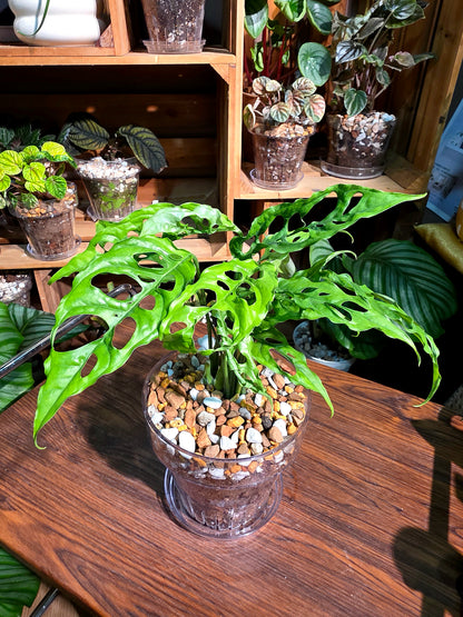 Monstera obliqua peru 斜葉龜背竹