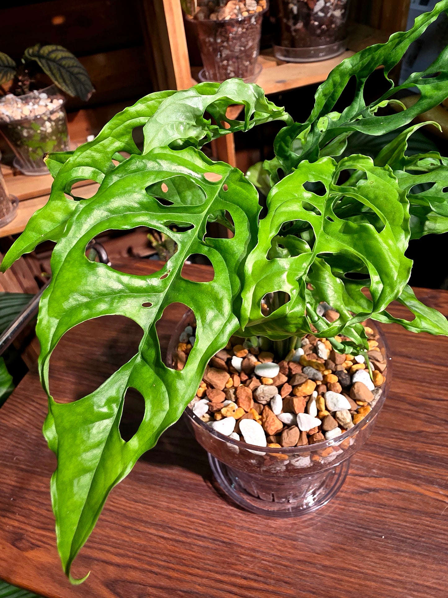 Monstera obliqua peru 斜葉龜背竹